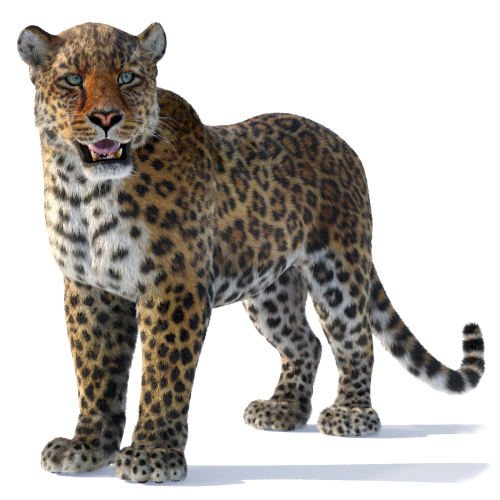 Leopard 3d Model Rigged With Fur