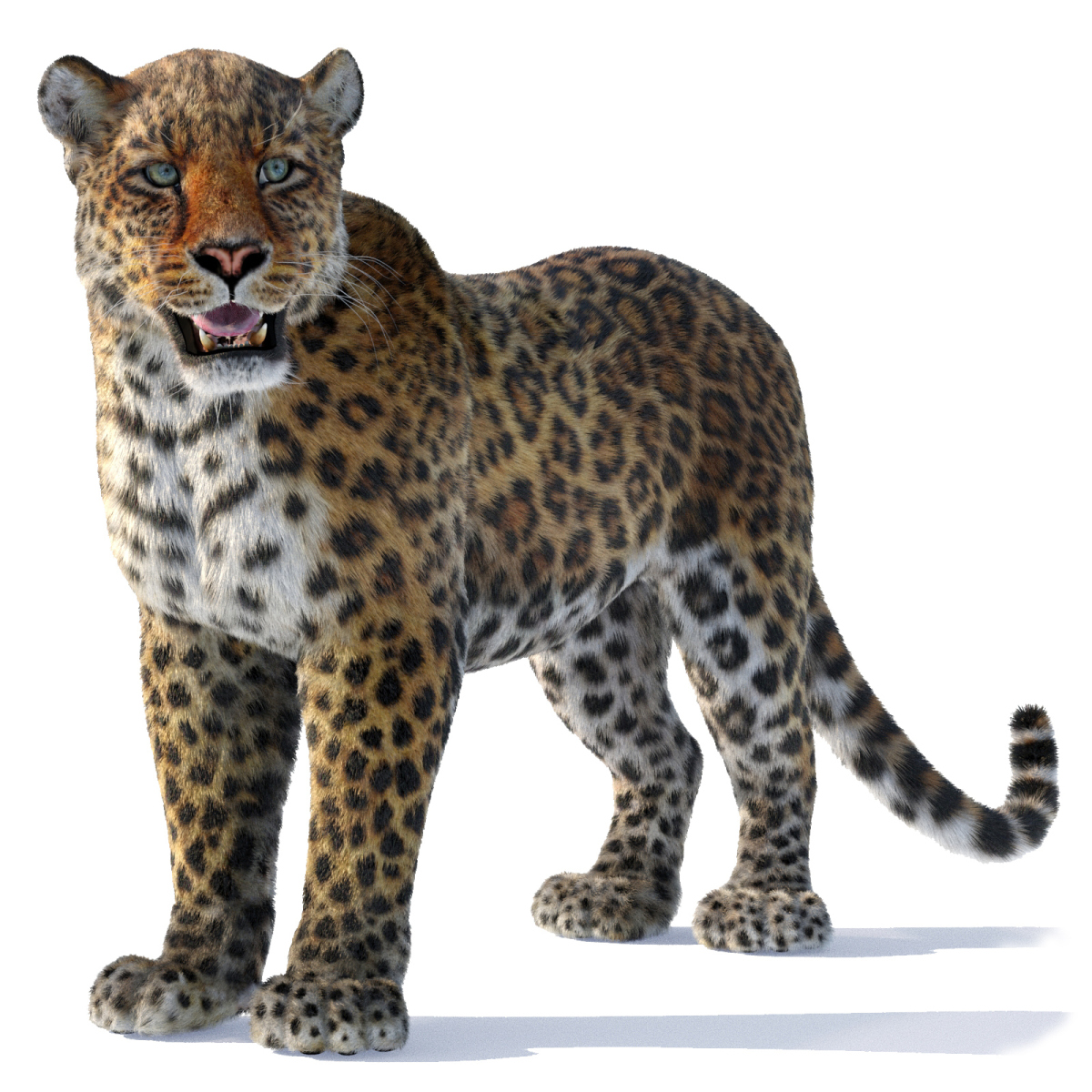 Leopard 3d Model Rigged With Fur  - 1