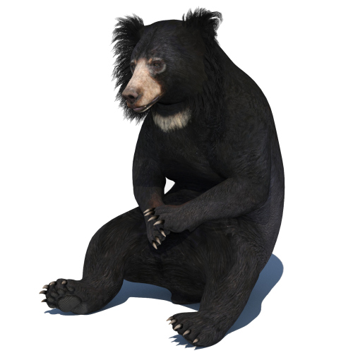 Sloth Bear 3D model Animated V2  - 1