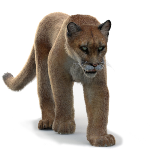 Animated Cougar 3d Model with Fur  - 1