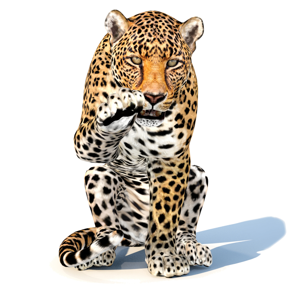 Leopard Animated 3D Model  - 1