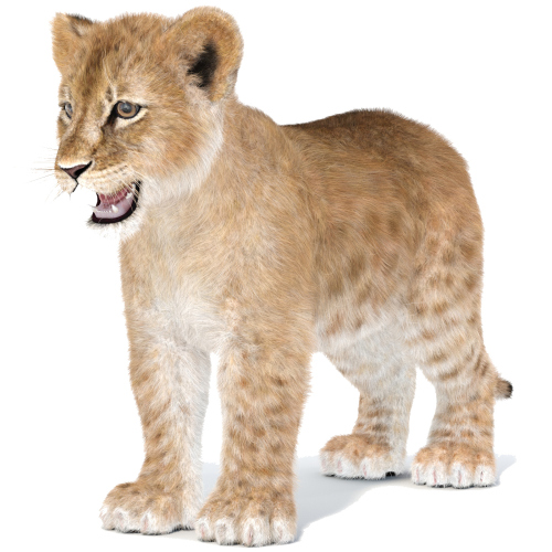 Lion Cub 3D Model Furry