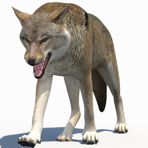 Red Wolf 3d Model Animated  - 1