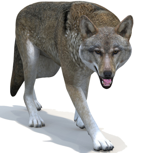 Red Wolf 3d Model Rigged