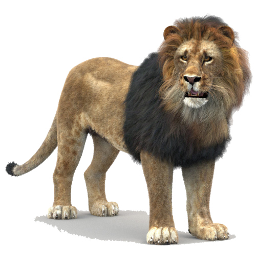 Lion 3D Model Rigged Fur  - 1
