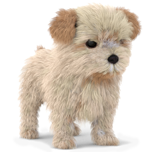 Puppy: Maltipoo Dog Puppy 3D Model for Download - 129$ 