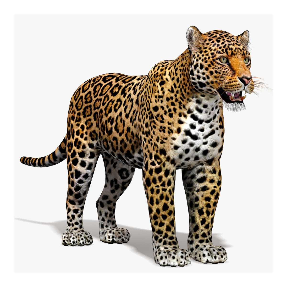 Big Cats 02 3D Model