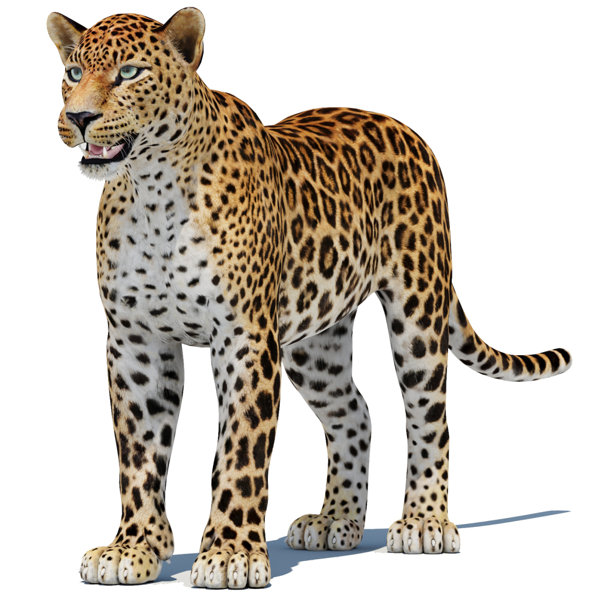 Sri Lankan Leopard 3D Model  - 1