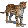 Leopard: Amur Leopard 3D Model for Download - 199$ 