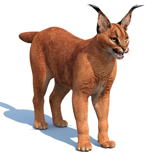 Caracal: Caracal 3D Model for Download - 169$ 