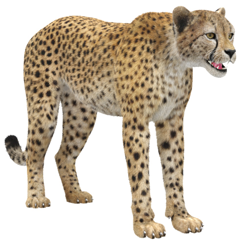 Cheetah Furry 3D Model  - 1