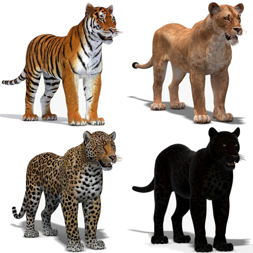 Big Cats 3D Model  - 1