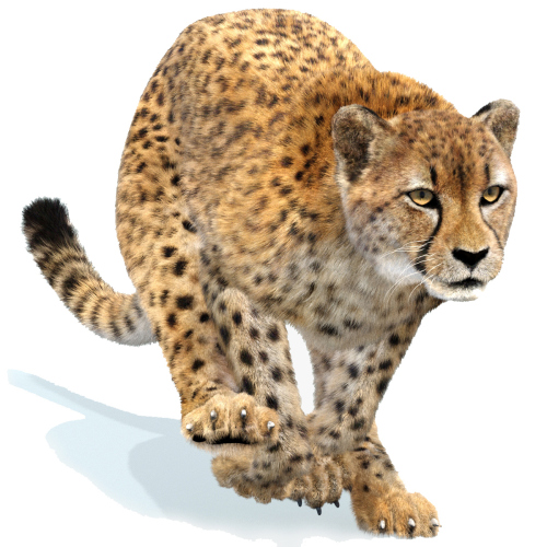 Cheetah 3D Model Animated Fur  - 1