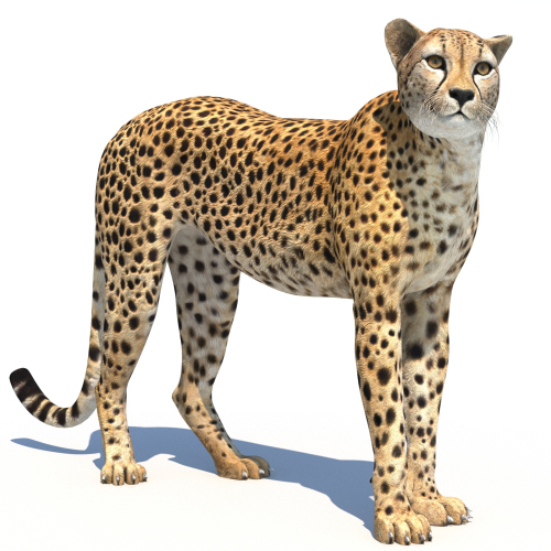 Rigged Cheetah 3D Model  - 1