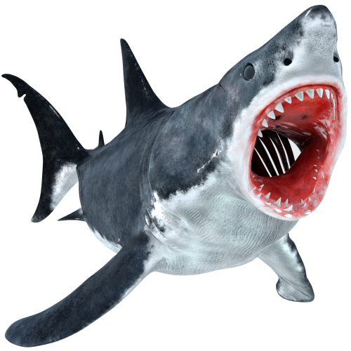 Animated Great White Shark 3D Model  - 1