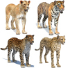 Big Cats: Big Cats 04 3D Model for Download - 249$ 