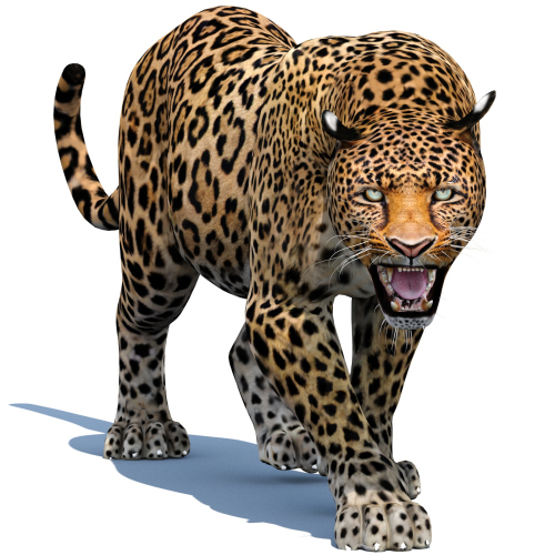 Leopard 3d Model Animated  - 1