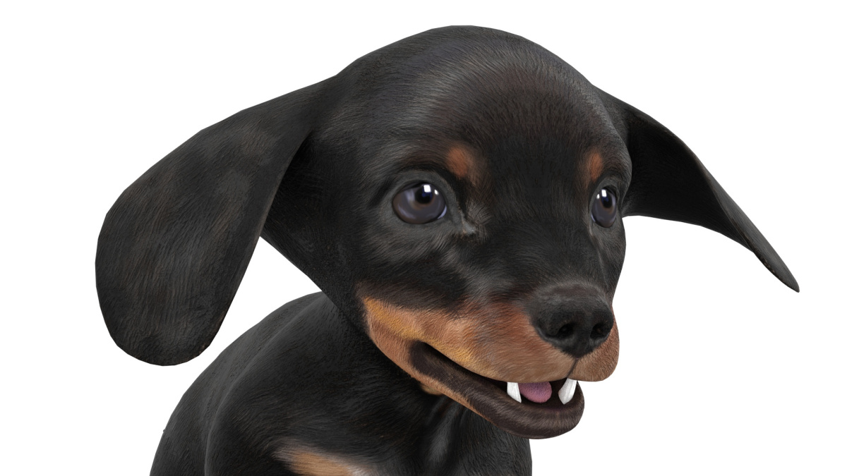 Rigged Dachshund Dog Puppy 3D Model