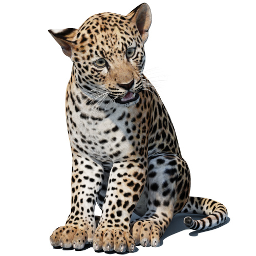 Rigged Leopard Cub 3D Model