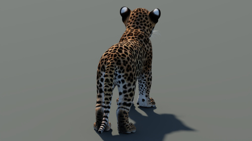Leopard Cub 3D Model