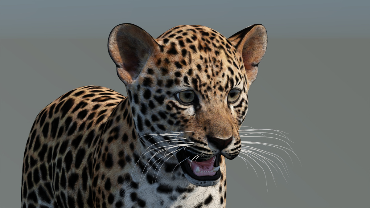 Leopard Cub: Leopard Cub 3D Model for Download - 149$ 
