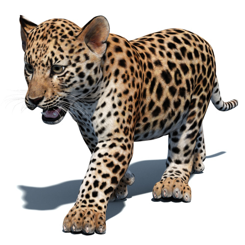 Animated Leopard Cub 3D Model