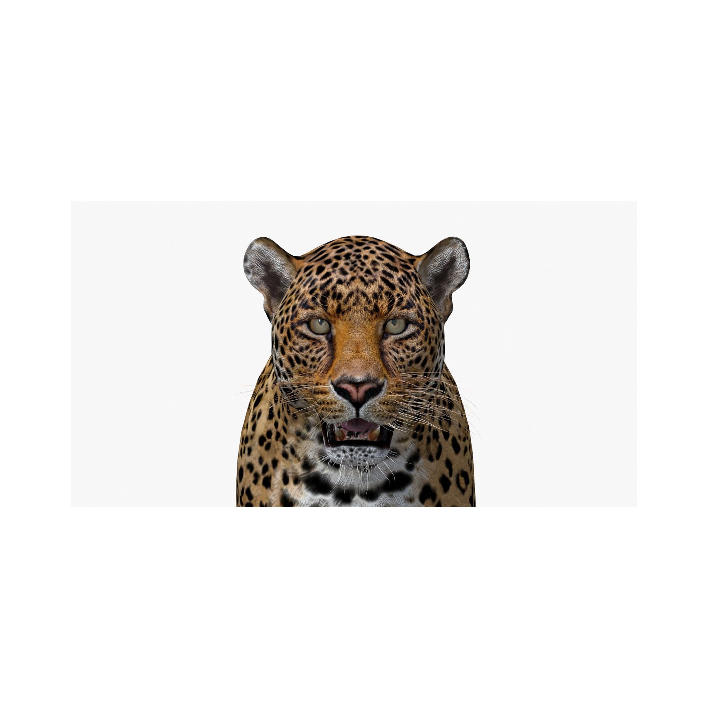 Leopard: Leopard 3D Model for Download - 59$ 