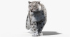 Animated Snow Leopard: Snow Leopard Fur Animated 3D Model for Download - 139$ 