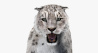 Animated Snow Leopard: Snow Leopard Fur Animated 3D Model for Download - 139$ 