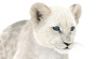 Animated White Fur Lion Cub 3D Model