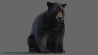 Black Bear: Black Bear Animated Fur 3D Model for Download - 439$ 