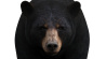 Black Bear: Black Bear Animated 3D Model for Download - 199$ 
