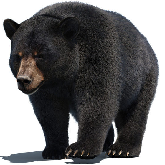 Black Bear Animated Fur 3D Model