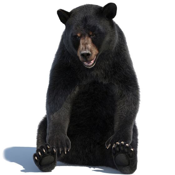 Black Bear Rigged Fur 3D Model