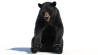 Black Bear: Black Bear Rigged Fur 3D Model for Download - 349$ 