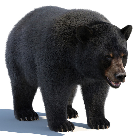Black Bear 3D Model with Fur