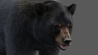 Black Bear: Black Bear 3D Model with Fur for Download - 289$ 
