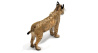 Lynx Rufus: Bobcat 3D Model for Download - 49$ 