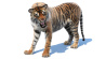 Animated Tiger: Animated Furry Tiger 3d Model for Download - 339$ 