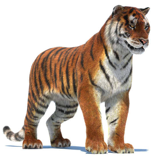 Rigged Furry Tiger 3D Model PROmax3D - 1