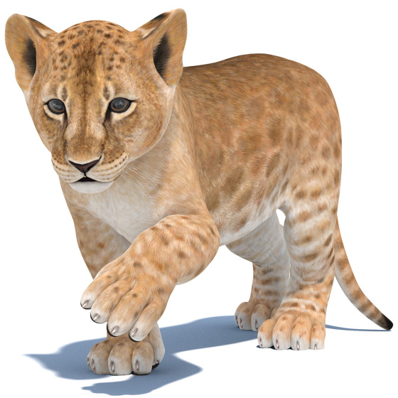 Rigged Lion Cub 3D Model