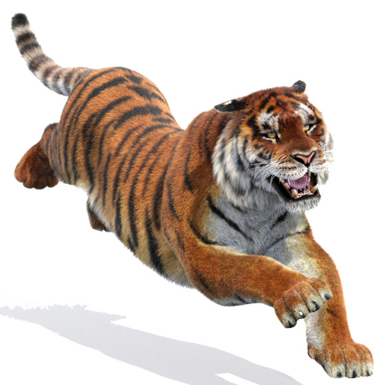 Animated Tiger Siberian 3D Model