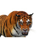 Animated Tiger: Animated Tiger Siberian 3D Model for Download - 179$ 