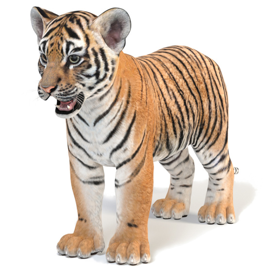 Tiger Cub 3D Model