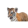 Tiger Cub: Tiger Cub 3D Model for Download - 179$ 
