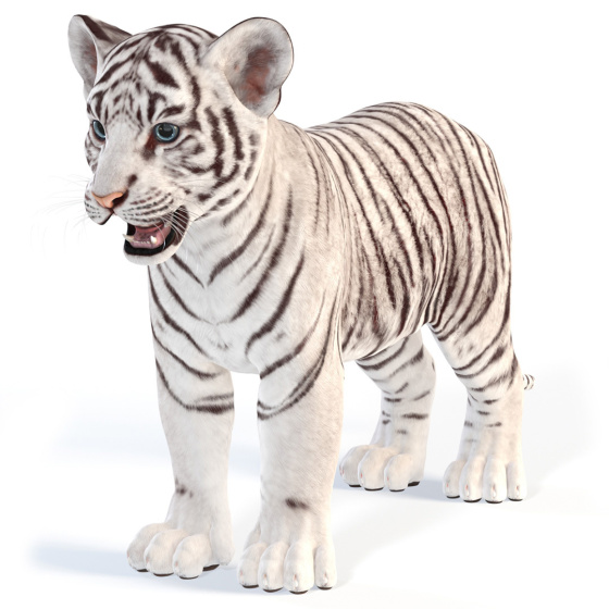 White Tiger Cub 3D Model