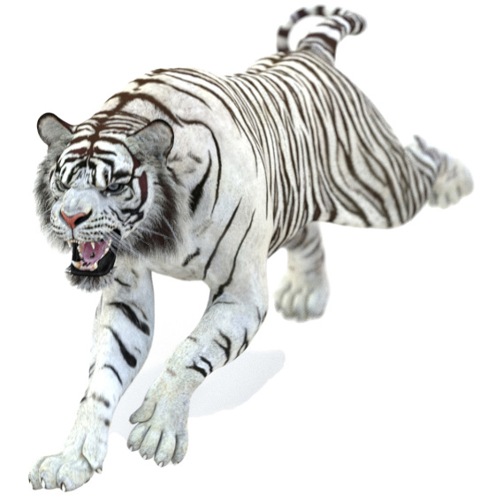 Animated White Tiger 3D Model