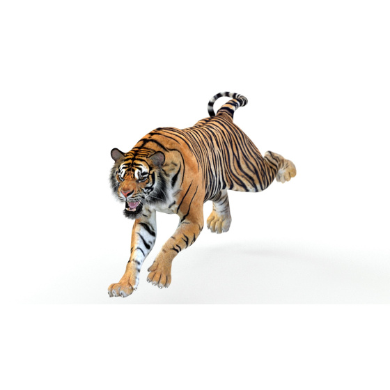 Animated Tiger 3D Model for Download | PROmax3D