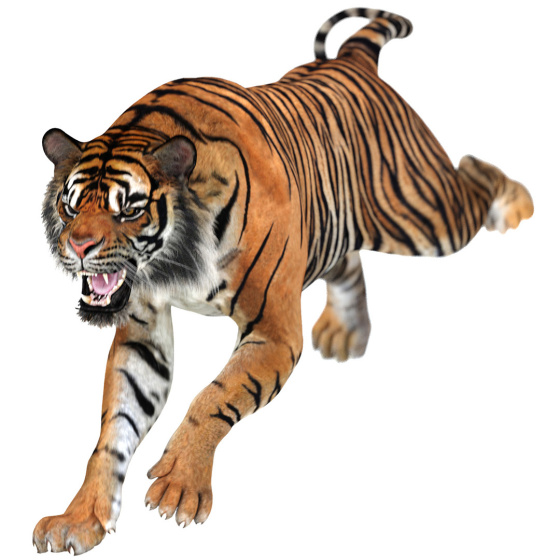 Animated Tiger 3D Model