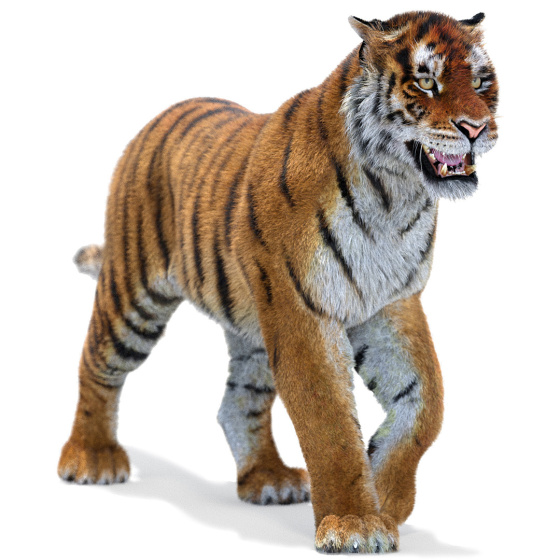 Animated Tiger 3D Model with Fur